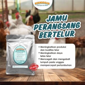 ngendogan jamu perangsang bertelur