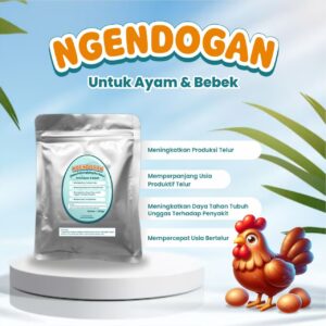 ngendogan jamu perangsang telur bebek