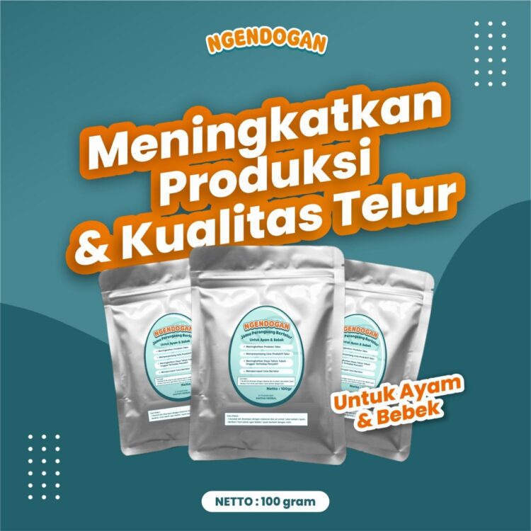 jamu perangsang telur bebek