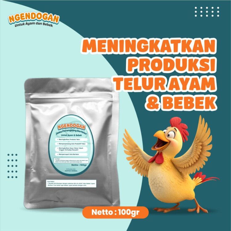obat perangsang telur ayam