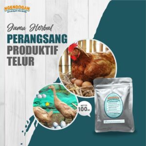 perangsang telur bebek