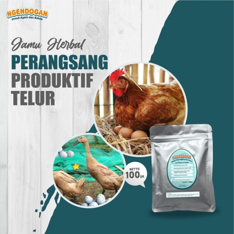 perangsang telur bebek